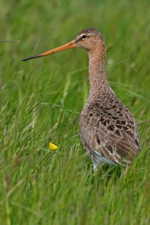 Black-tailed godwit, (Limosa limosa), animal, birds, snipe birds, biotope, habitat, foraging,