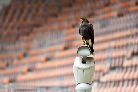 Harris' hawk at the football stadium. The hawk scares other birds in Lubin, Poland