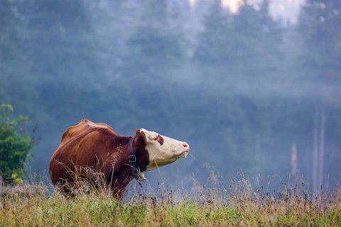 A Holstein Friesian cow stands grazing on a meadow with trees on a foggy day. Eng Valley, Austria