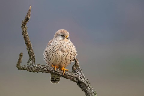 Common Kestrel (Falco tinnunculus) female perched on a branch, North Rhine-Westphalia, Germany