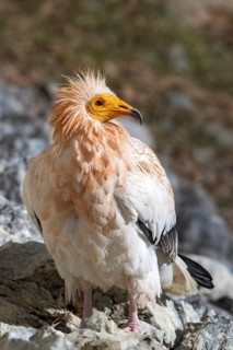 Egyptian Vulture (Neophron percnopterus), sitting on the ground, captive, Alpine Zoo, Innsbruck,