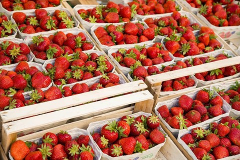 Freshly harvested strawberries (Fragaria), weekly market market, Neu-Ulm, Bavaria, Germany