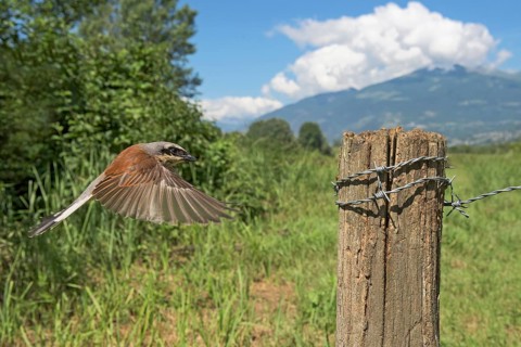Red-backed Shrike (Lanius collurio) male approaching a post, Aosta Valley, Italy