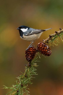 Coal Tit (Periparus ater), Utrecht, Netherlands