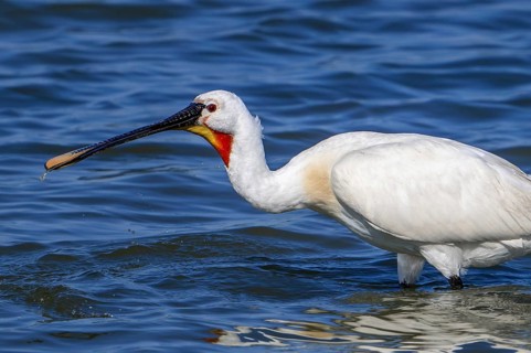 Eurasian spoonbill, common spoonbill (Platalea leucorodia) adult in breeding plumage foraging in