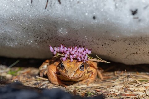 One common frog, Rana temporaria, hiding between snow and a road, heading to the mating pond.