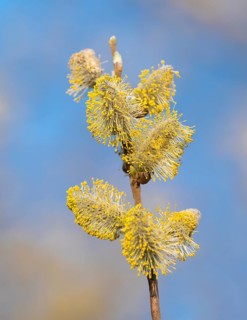 Goat willow (Salix caprea), flowering, male willow catkins, Lower Saxony, Germany