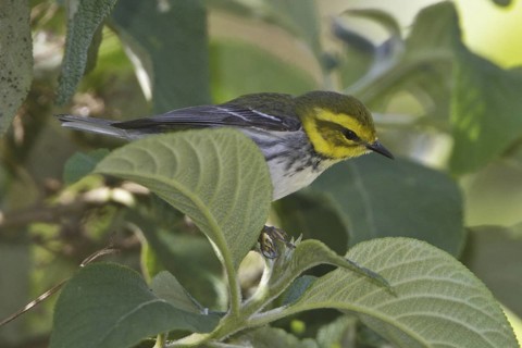 Black-throated Green Warbler (Setophaga virens), Costa Rica