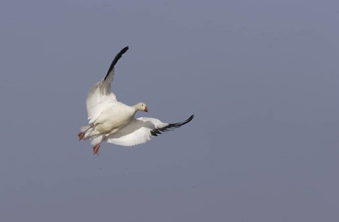 Snow Goose (Anser caerulescens) flying, California, USA