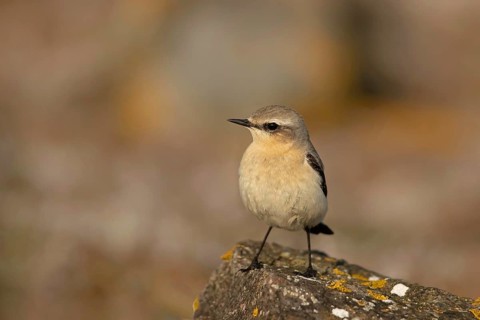 Northern Wheatear (Oenanthe oenanthe) female perched on a rock, Smaland, Sweden
