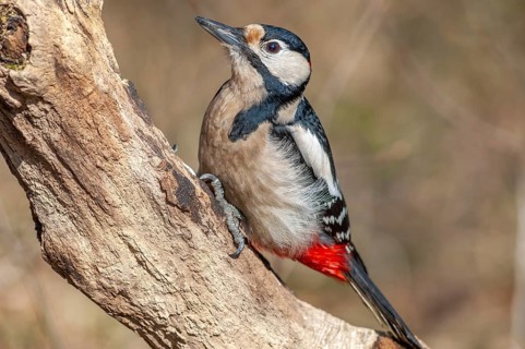 Great Spotted Woodpecker (Dendrocopos major) on a branch in the forest. Bas-Rhin, Alsace, Grand