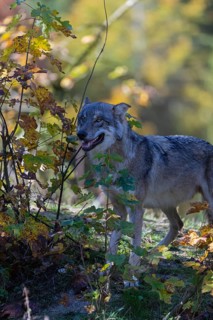 One eurasian gray wolf (Canis lupus lupus) standing on a small hill between fall foliage