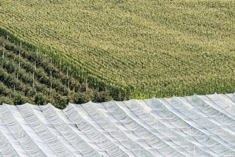 Apple orchard, fruit orchard, partly protected with hail netting, near moated castle on Lake