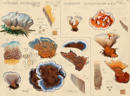 Mushroom, mushrooms, bluish cork stinging, sky-blue cork stinging, blue cork stinging, Hydnum