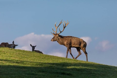 One Red Deer stag (Cervus elaphus) at the rutting season, standing on a green meadow amidst a herd