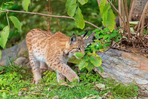 A young Eurasian lynx (Lynx lynx) leaving the undergrowth, stalking something