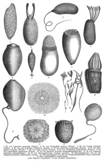 Insect eggs, historical graphic representation, 1896, historische Zeichnung, 1896, Eier von