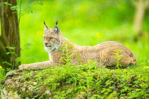 Eurasian lynx (Lynx lynx) lying the grass, Bavaria, Germany