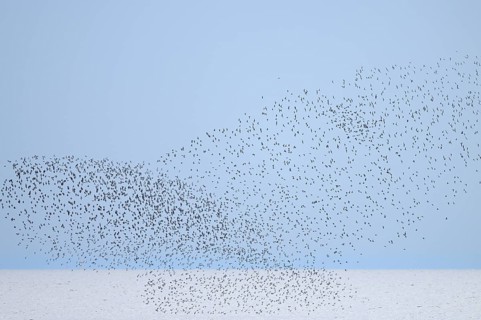 Alpine Sandpiper (Calidris alpina), a flock flying over the North Sea, Lower Saxony Wadden Sea