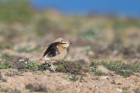 Cream-colored Courser (Cursorius cursor) perched on the ground, Fuerteventura, Spain