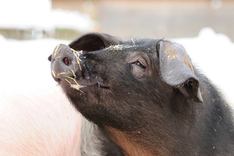 A black pig in the snow with hay on its face, looking content, domestic pig (Sus scrofa