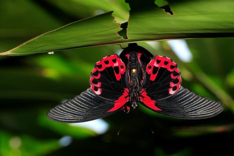 Scarlet Swallowtail (Papillio rumanzovia), imago, on leaf, hanging, display, mating, wings,