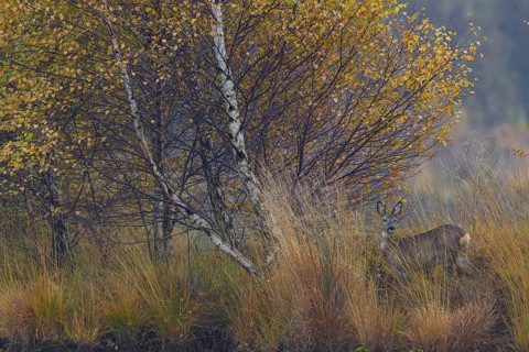 The late autumn impresses with wonderful colours and the doe (Capreolus capreolus) blends