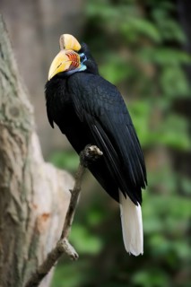 Helmeted Hornbill (Rhyticeros cassidix), female, captive, occurrence in Asia