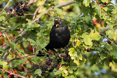 European blackbird (Turdus merula) adult male garden bird feeding on a blackberry fruit in a