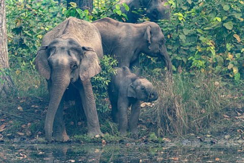 Elephant with young, calf, at watering hole, Asian elephant, Elephas maximus, Bardia National Park,