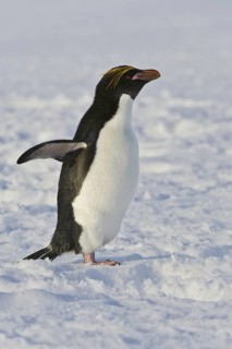 Macaroni Penguin (Eudyptes chrysolophus), Antarctica