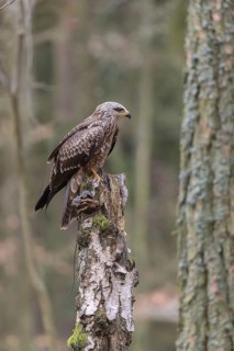 One black kite (Milvus migrans) sitting on a dead birch tree in a forest