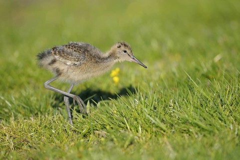 Uferschnepfe (Limosa limosa), Black-tailed Godwit, Jungvogel bei der Nahrungssuche auf einer Wiese,