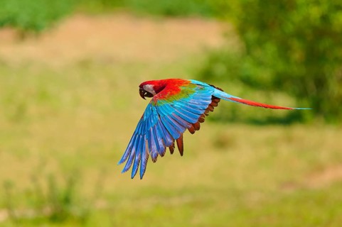 A colourful parrot glides through the air above a green landscape: the green-winged macaw, or