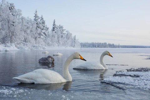 Whooper Swan (Cygnus cygnus) group, Finland