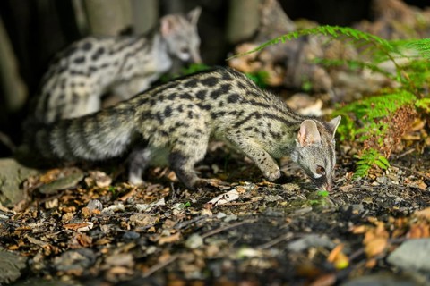 Common genet (Genetta genetta), wildlife in a forest, Montseny National Park, Catalonia, Spain