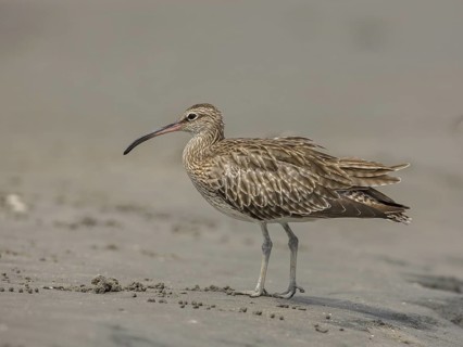 Whimbrel (Numenius phaeopus), Gambia