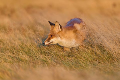 Red Fox (Vulpes vulpes), running in meadow at autumn