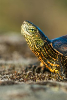 Mauremys leprose, Moorish brook turtle, Spanish water turtle, Spanish terrapin, critters,