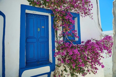 Vibrant pink floral vines frame a blue window of a traditional house, Chora, Astypalea, Dodecanese,