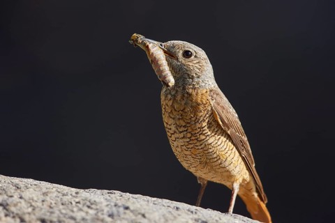 Common Rock Thrush (Monticola saxatilis) female perched on a rock with food in its beak, Armenia