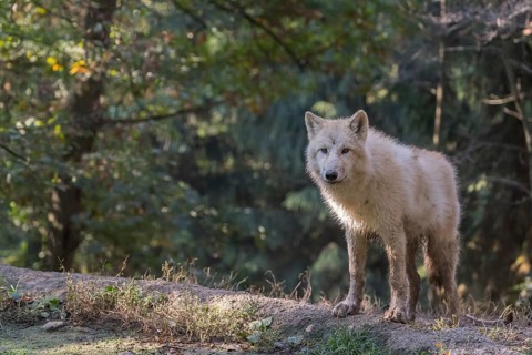 One Arctic wolf (Canis lupus arctos) standing in a small forest opening