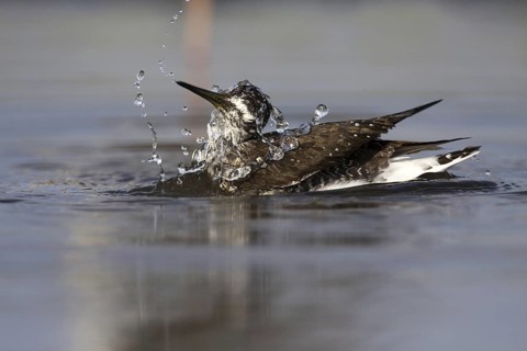 Green Sandpiper (Tringa ochropus), Castile-La Mancha, Spain