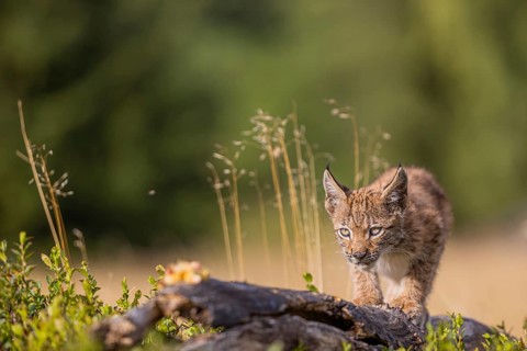 One young (10 weeks old) male Eurasian lynx, (Lynx lynx), walking over a rotten tree