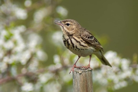 Anthus trivialis, tree pipit, birds, leo, passeri, songbirds, songbirds, birds