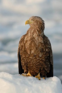 White-tailed Eagle (Haliaeetus albicilla), Hokkaido, Japan