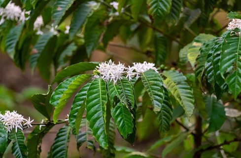White flowers of a coffee plant, Robusta coffee (Coffea canephora), coffee cultivation, Rugando,