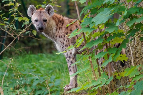 An adult Spotted Hyena (Crocuta crocuta) or Laughing Hyena stands in a meadow behind a bush