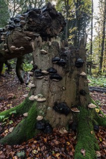 Tinder fungus (Fomes fomentarius) on beech deadwood, Emsland, Lower Saxony, Germany