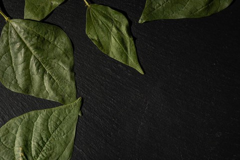 Green leaves on a black background, simple and structured